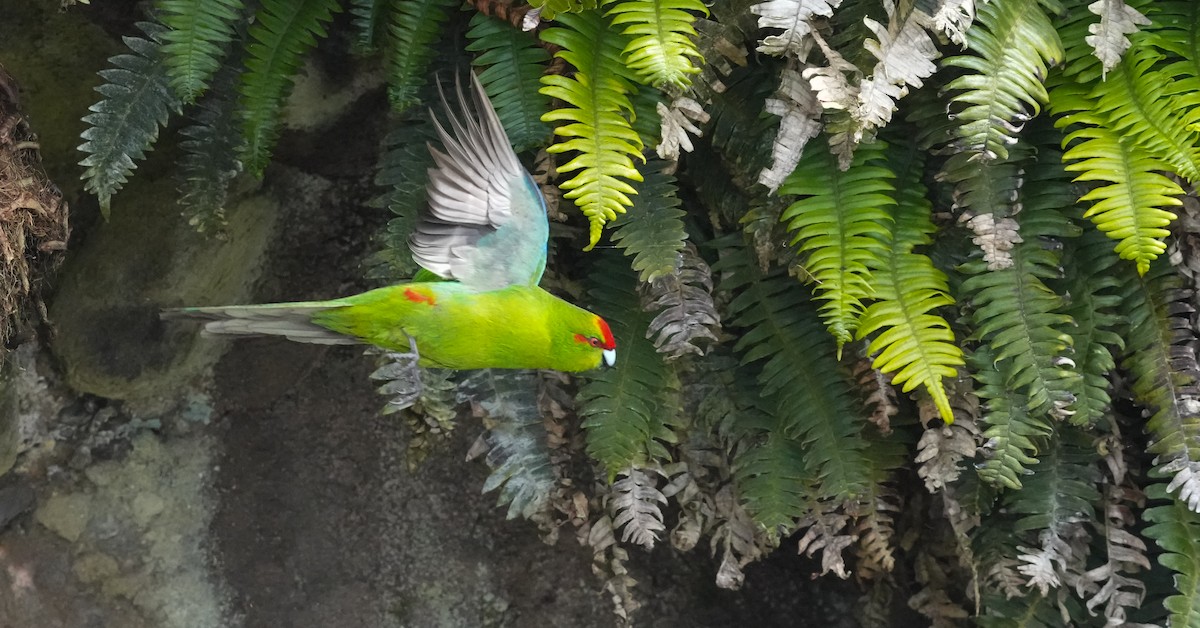 Red-crowned Parakeet - ML655980000