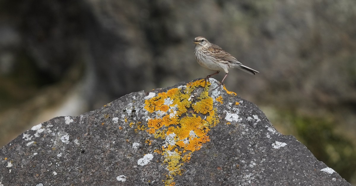 New Zealand Pipit - ML655980021