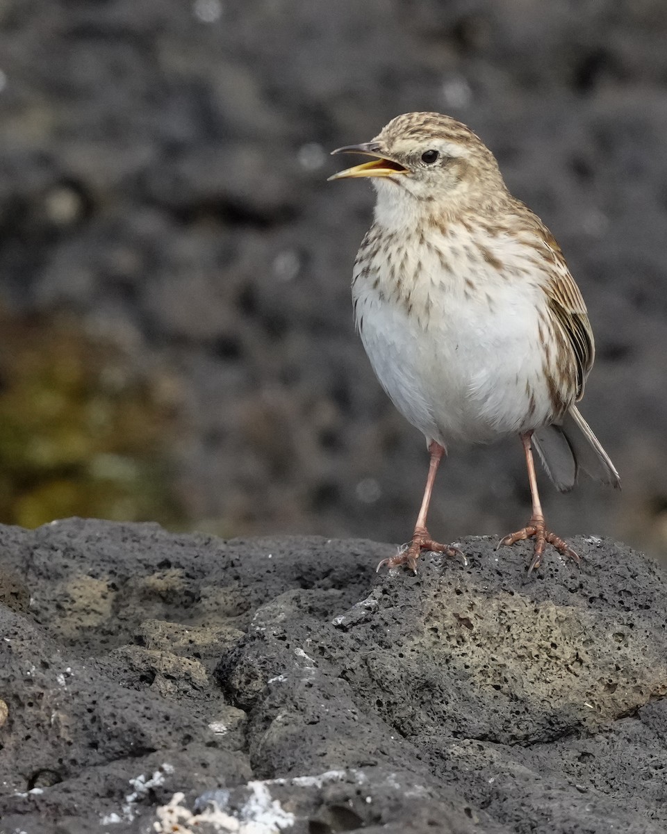 New Zealand Pipit - ML655980022