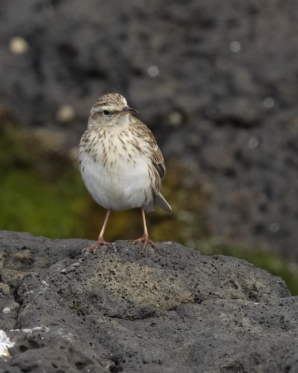 New Zealand Pipit - ML655980023