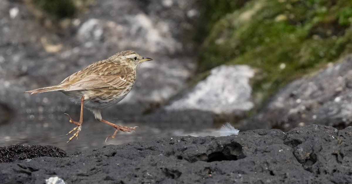 New Zealand Pipit - ML655980024