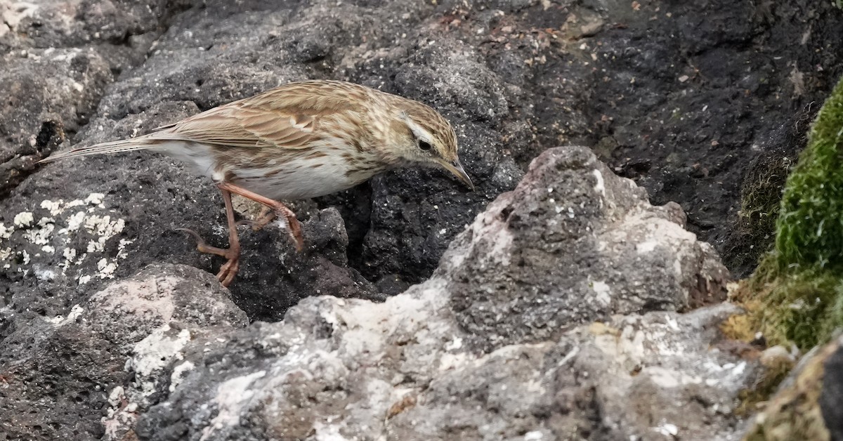 New Zealand Pipit - ML655980025