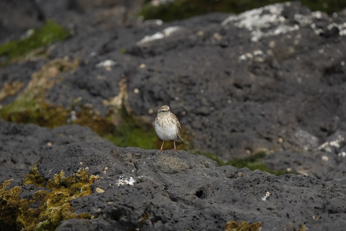 New Zealand Pipit - ML655980026