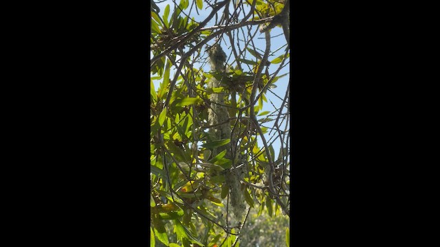 Bushtit - ML655982828