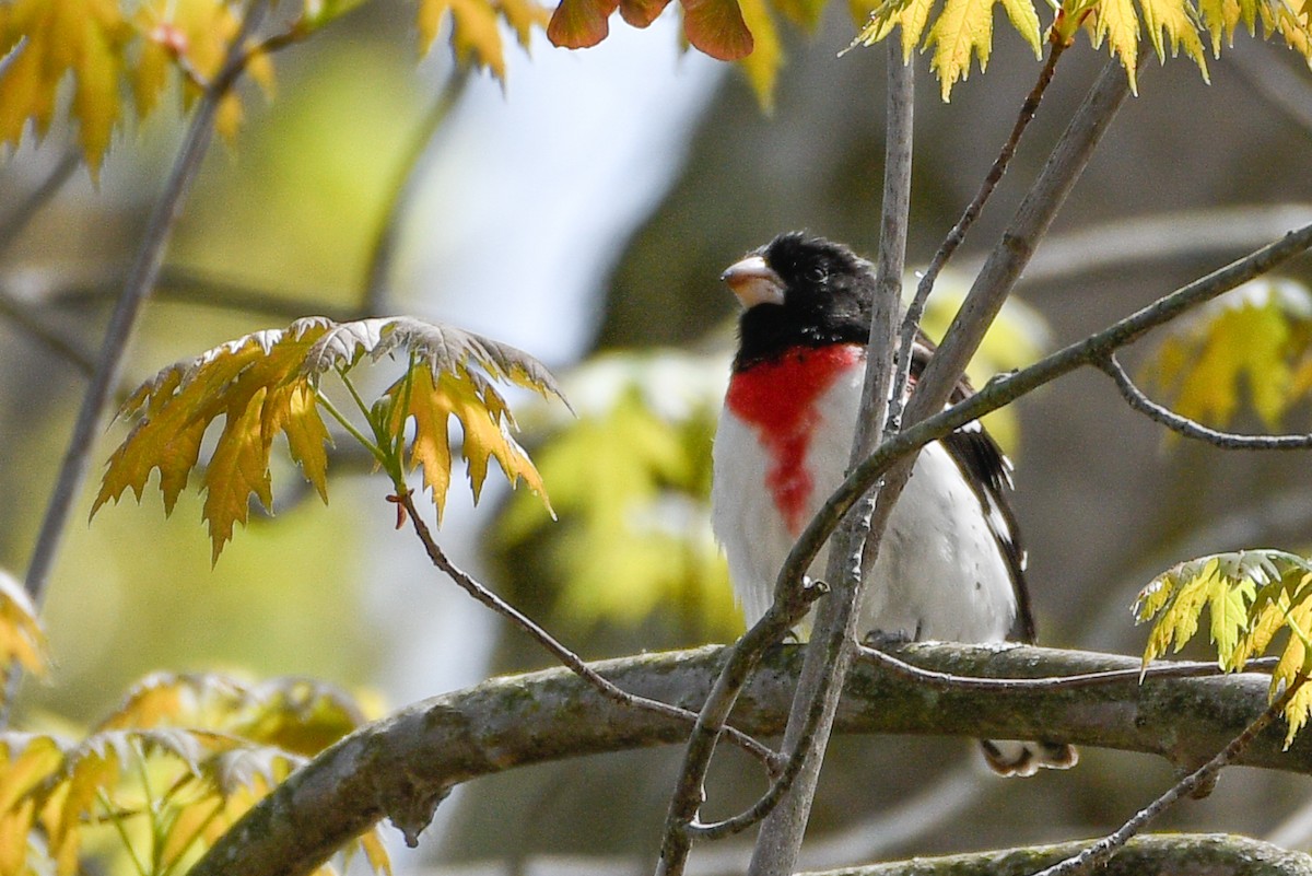 Rose-breasted Grosbeak - ML655983400