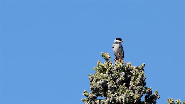 Blackpoll Warbler - ML655984208