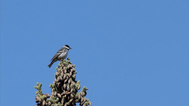 Blackpoll Warbler - ML655984225