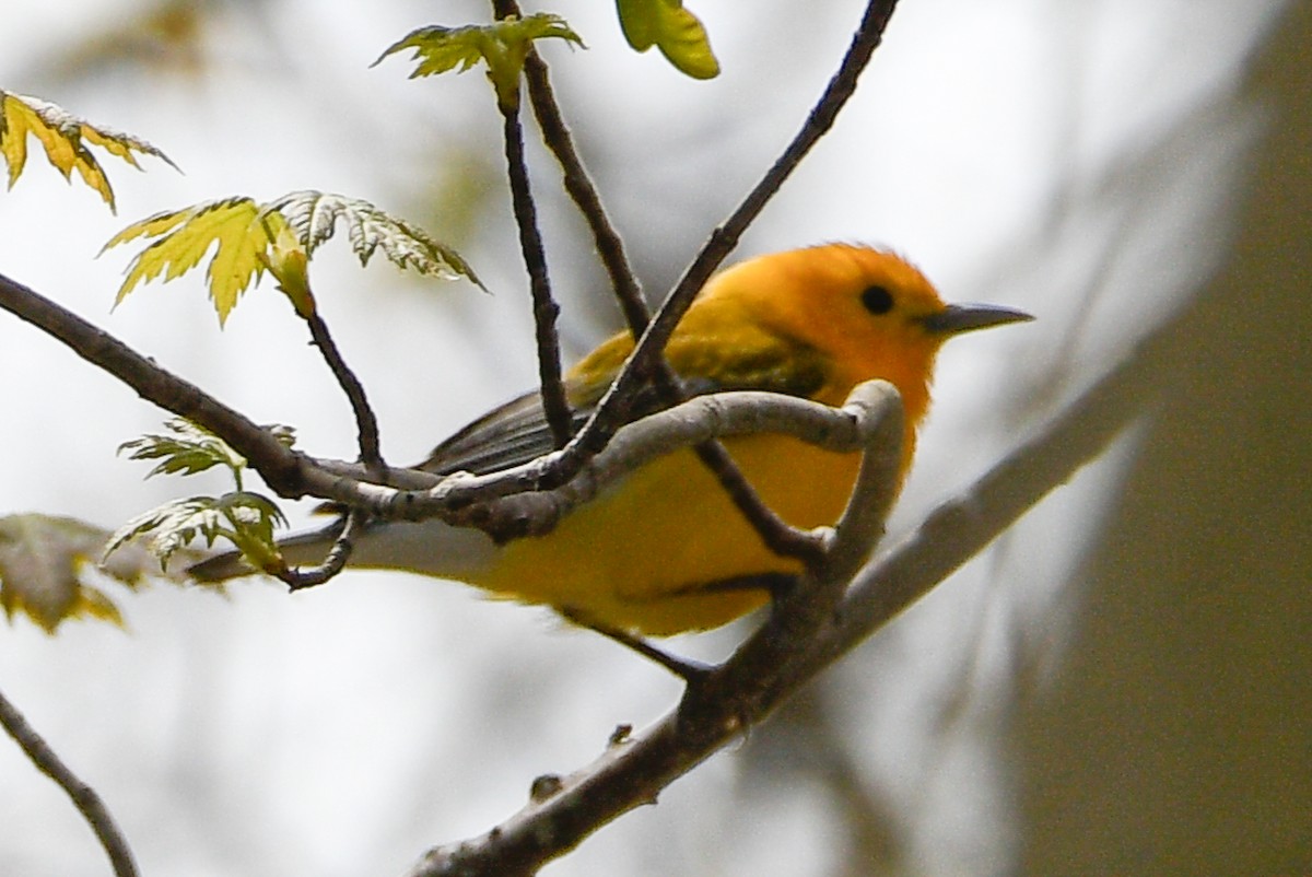 Prothonotary Warbler - ML655984361