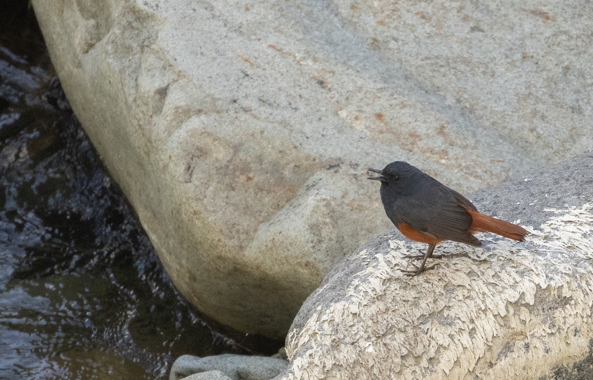 eBird Checklist - 16 Mar 2026 - Talubin Bridge - 2 species
