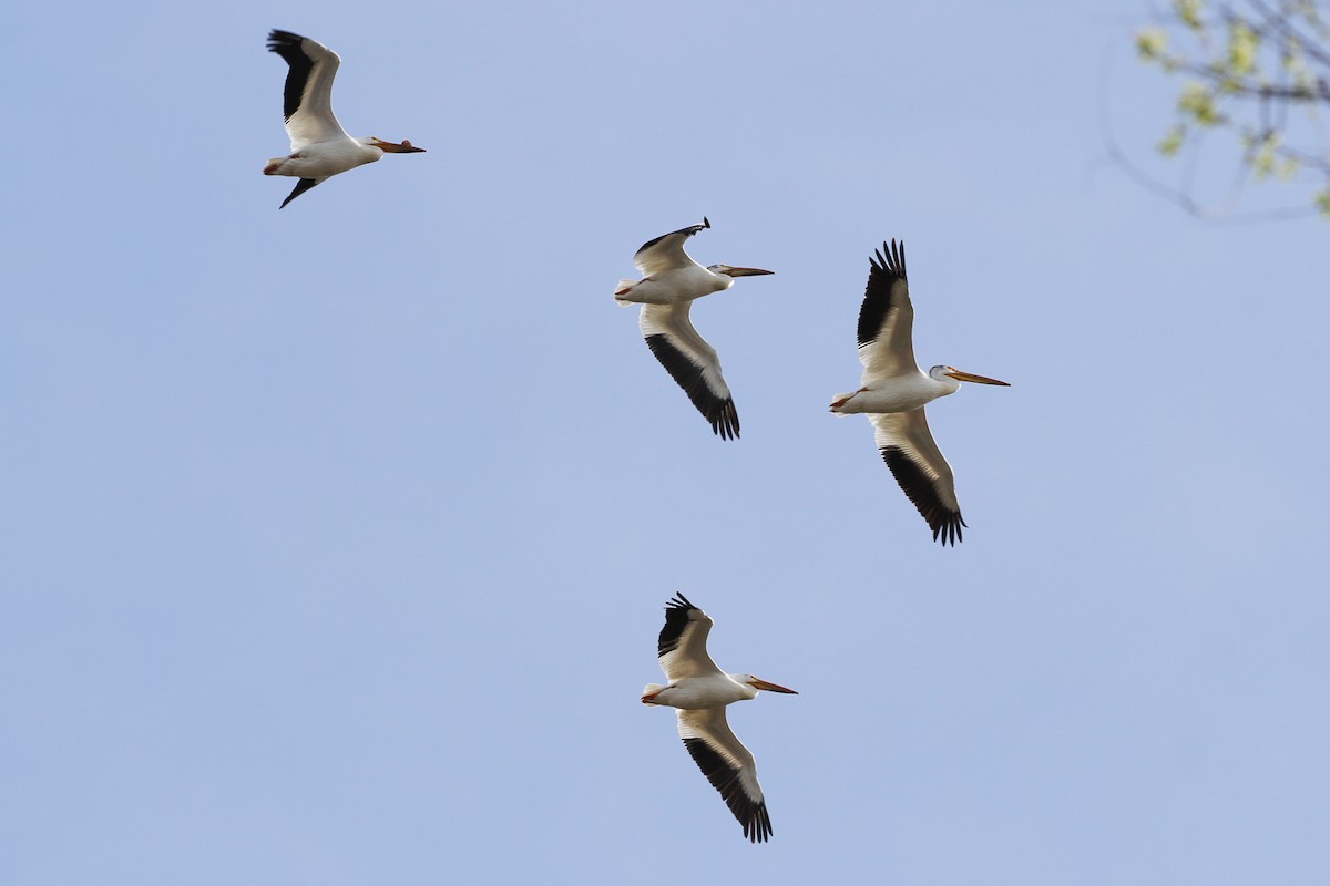 American White Pelican - ML655985296