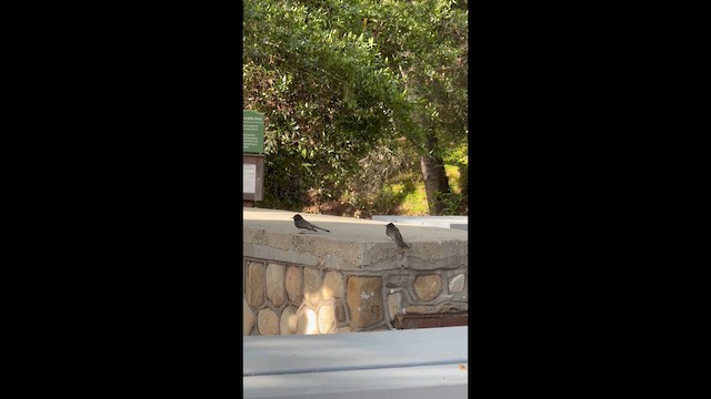 Black Phoebe - ML655985384