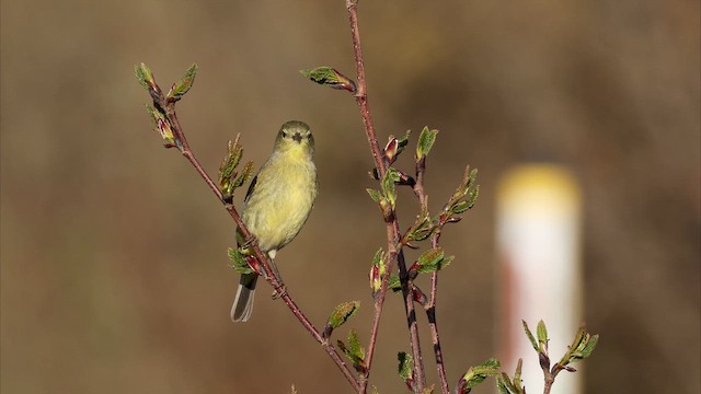 Orange-crowned Warbler - ML655985939