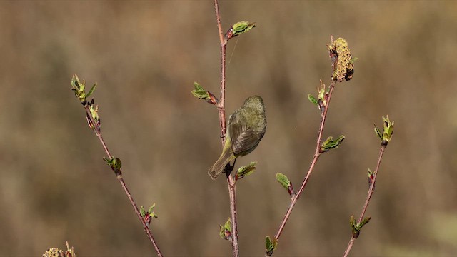 Orange-crowned Warbler - ML655985941