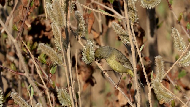 Orange-crowned Warbler - ML655985955
