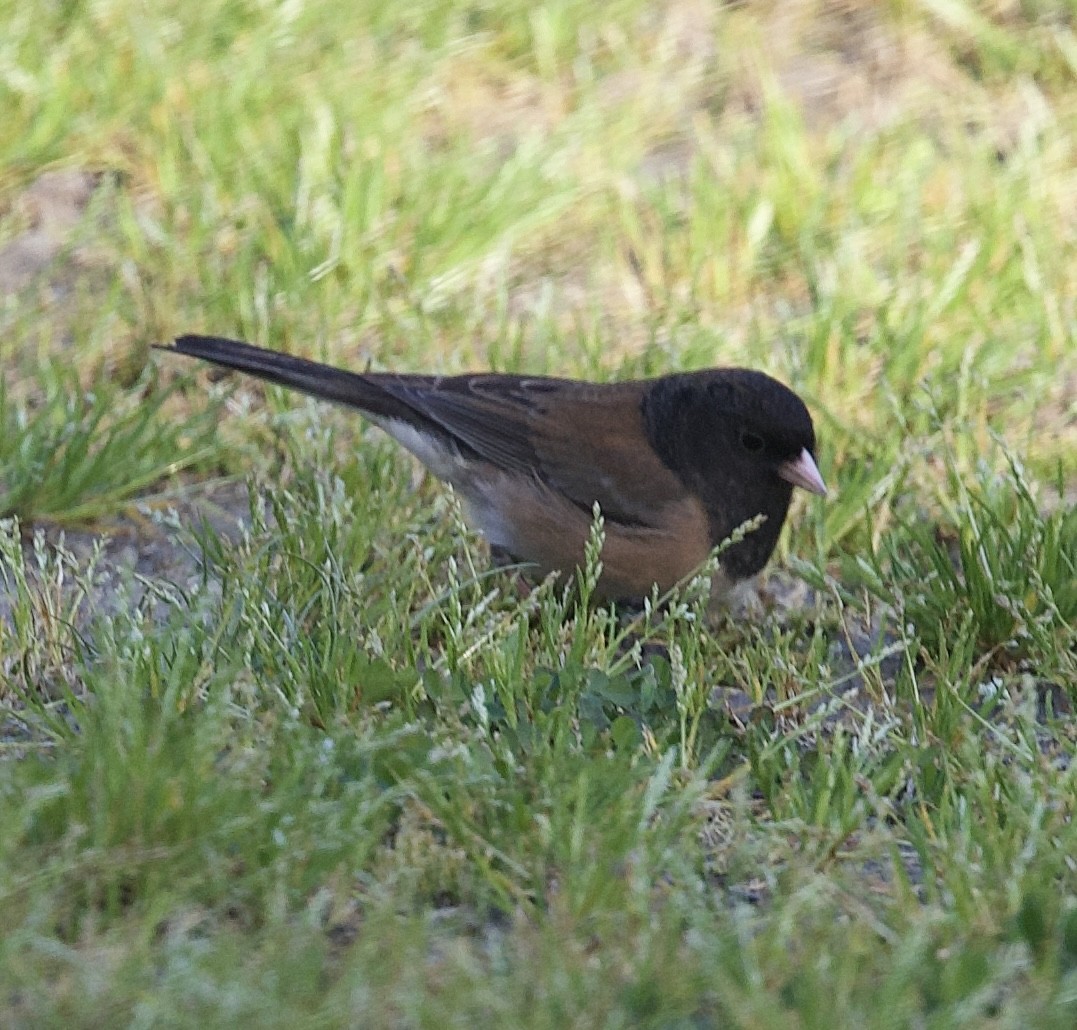ユキヒメドリ（oreganus グループ） - ML655986043
