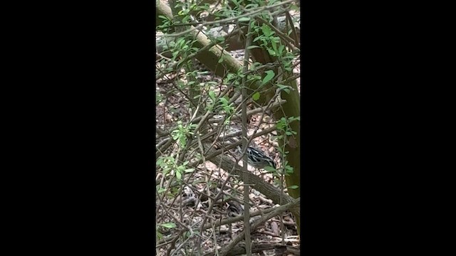 Black-and-white Warbler - ML655988292