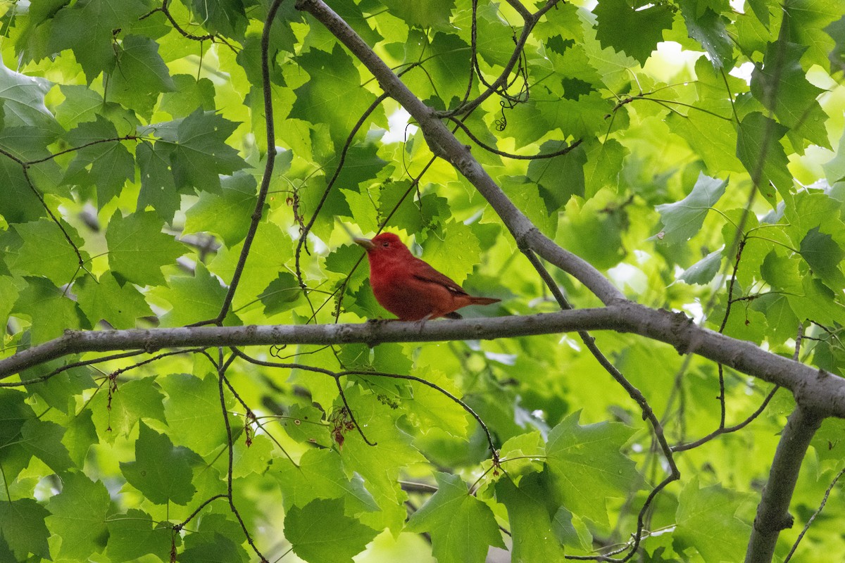 Summer Tanager - ML655989053