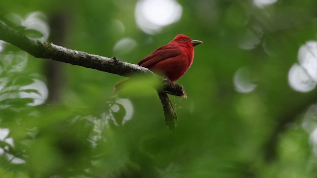 Summer Tanager - ML655989065
