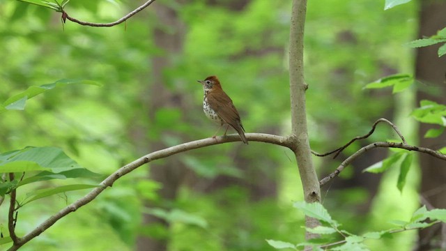 Wood Thrush - ML655989182