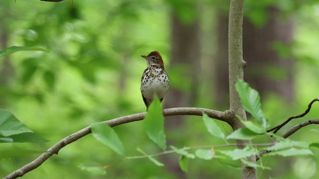 Wood Thrush - ML655989186
