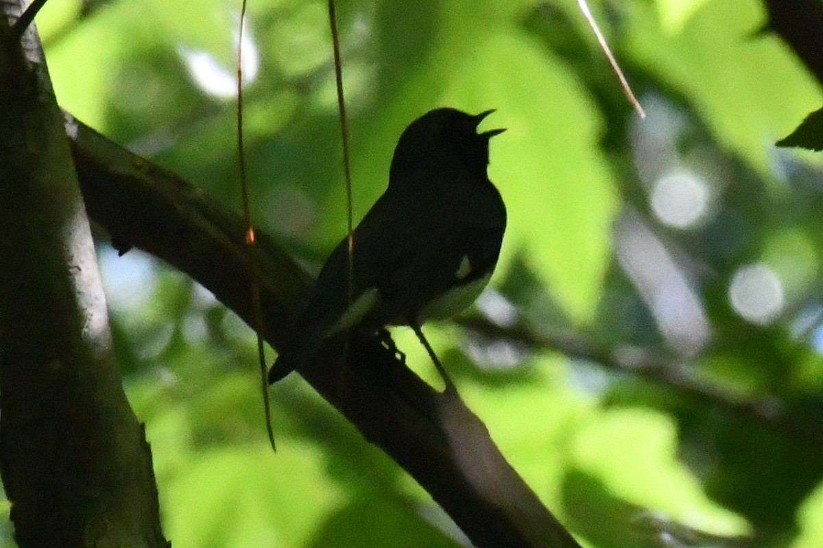 Black-throated Blue Warbler - ML655989393