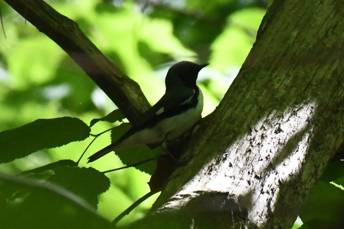 Black-throated Blue Warbler - ML655989394