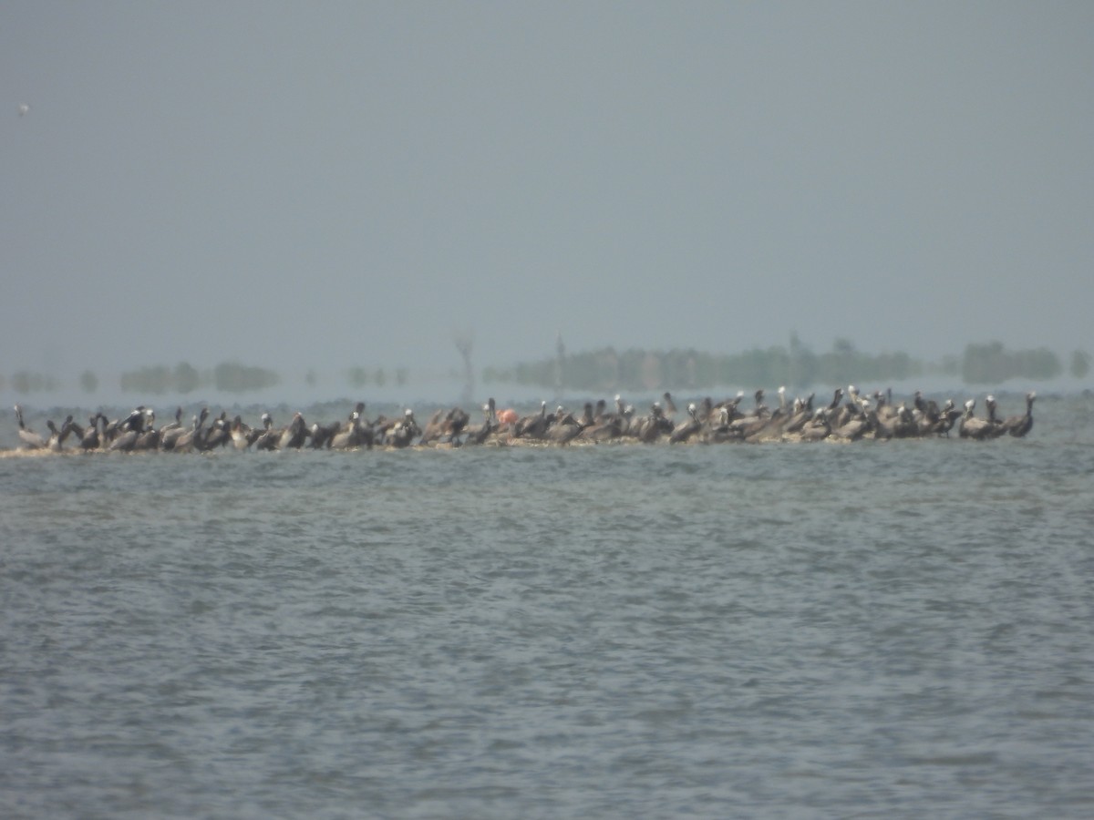 American Flamingo - ML655989405