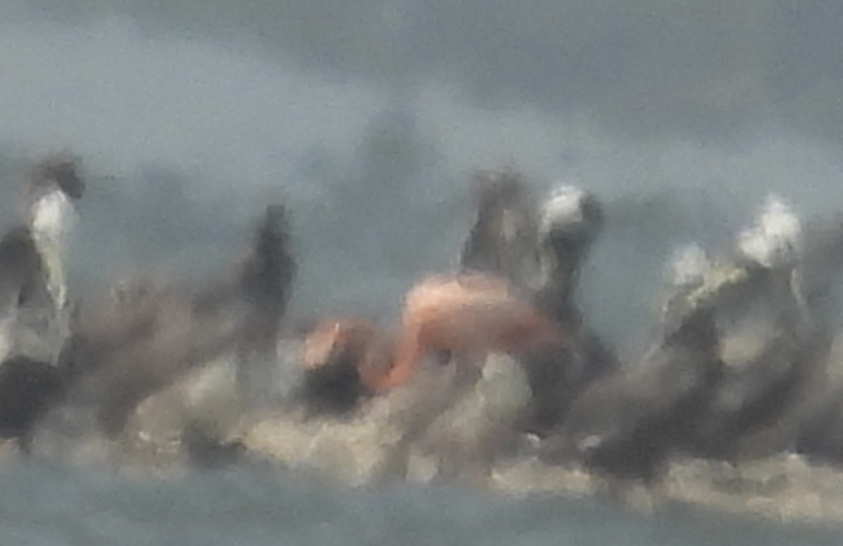 American Flamingo - ML655989406