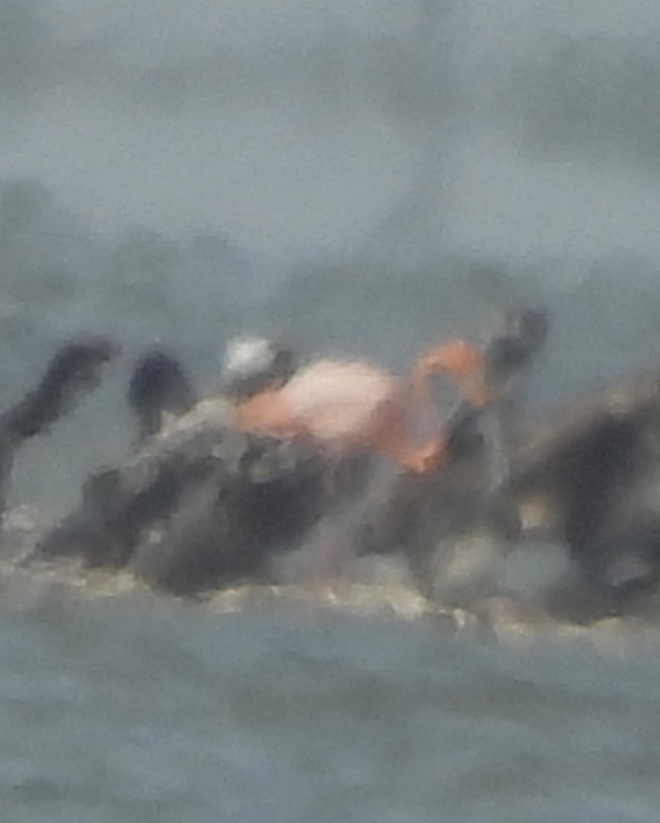 American Flamingo - ML655989407