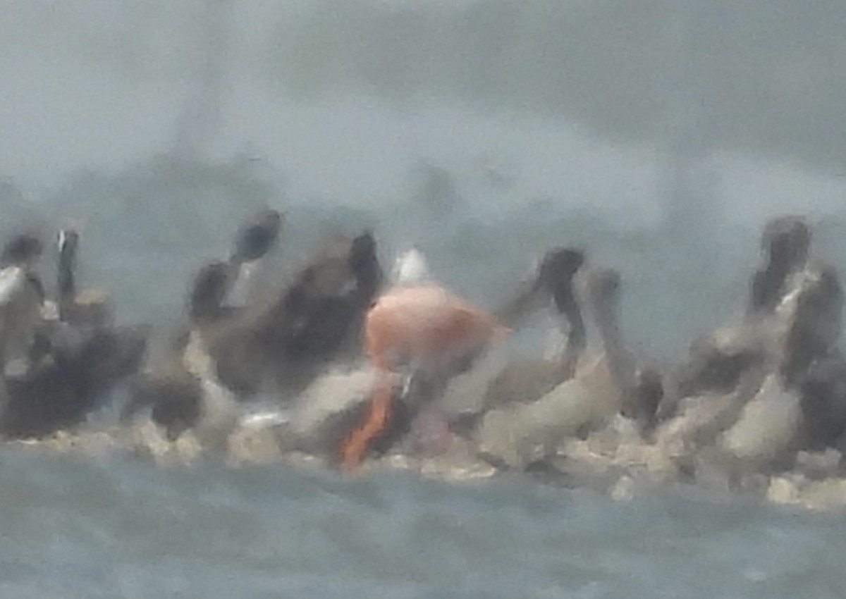 American Flamingo - ML655989478