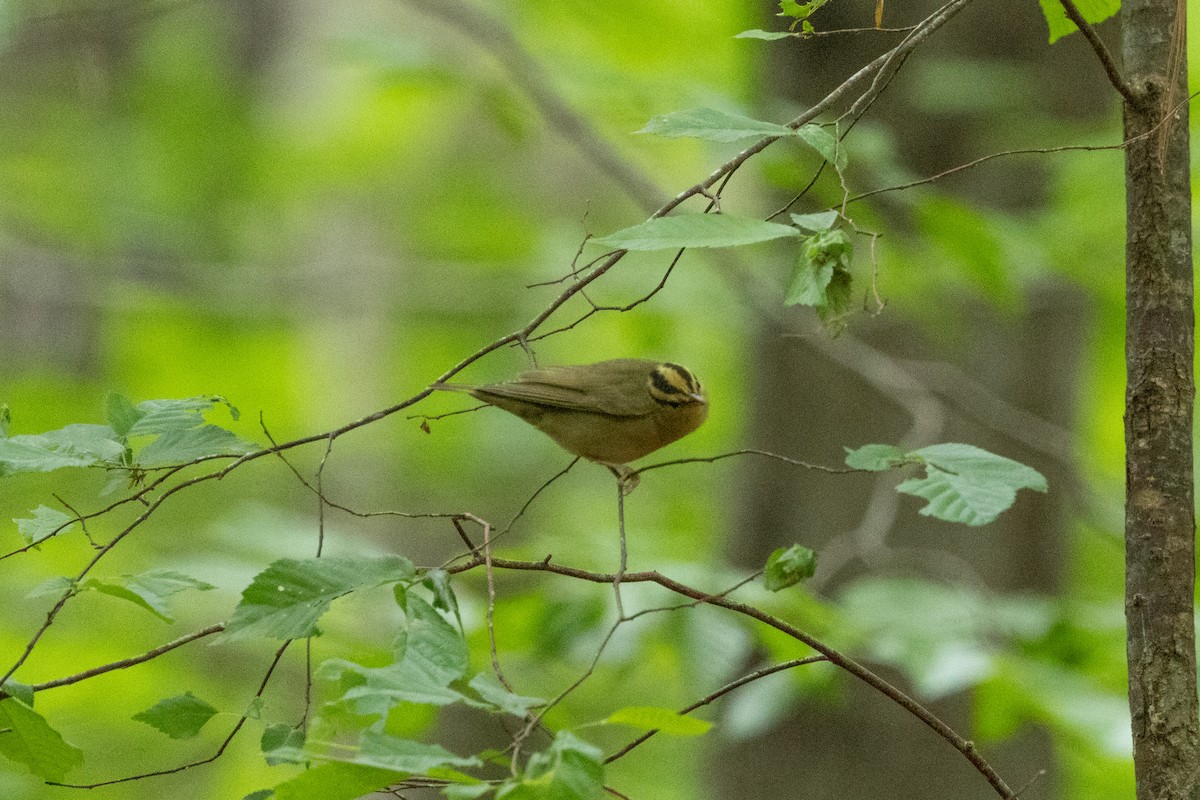 Worm-eating Warbler - ML655989720