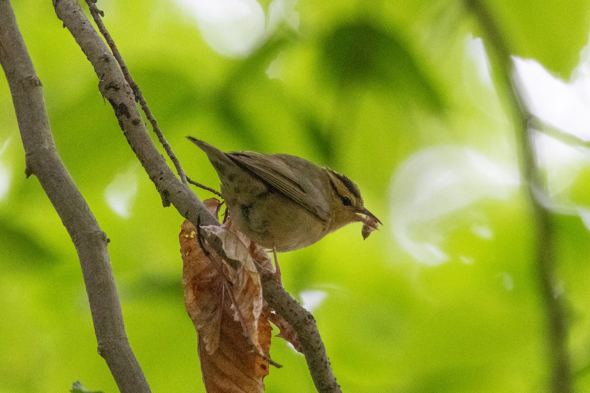 Worm-eating Warbler - ML655989721