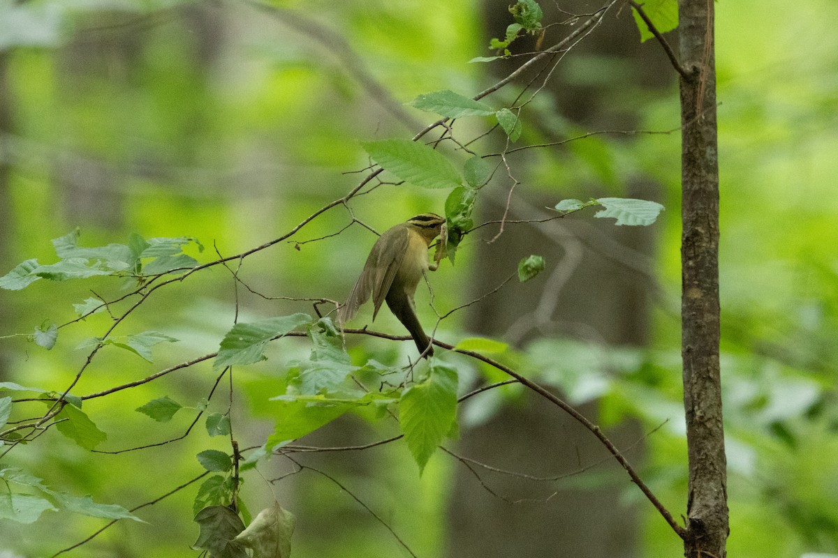 Worm-eating Warbler - ML655989722