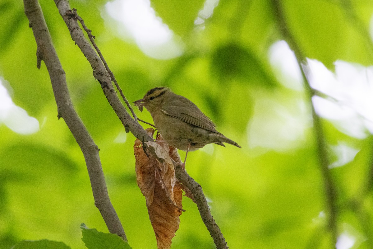 Worm-eating Warbler - ML655989723