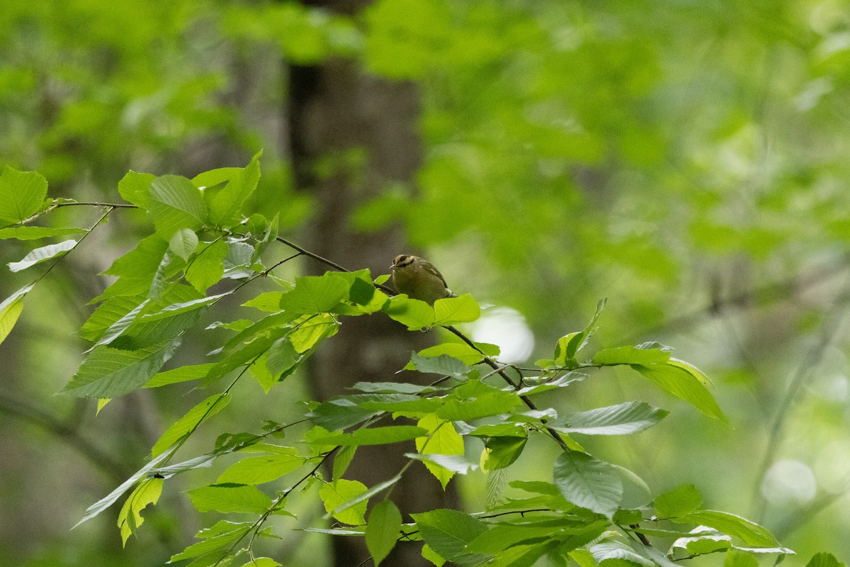 Worm-eating Warbler - ML655989724