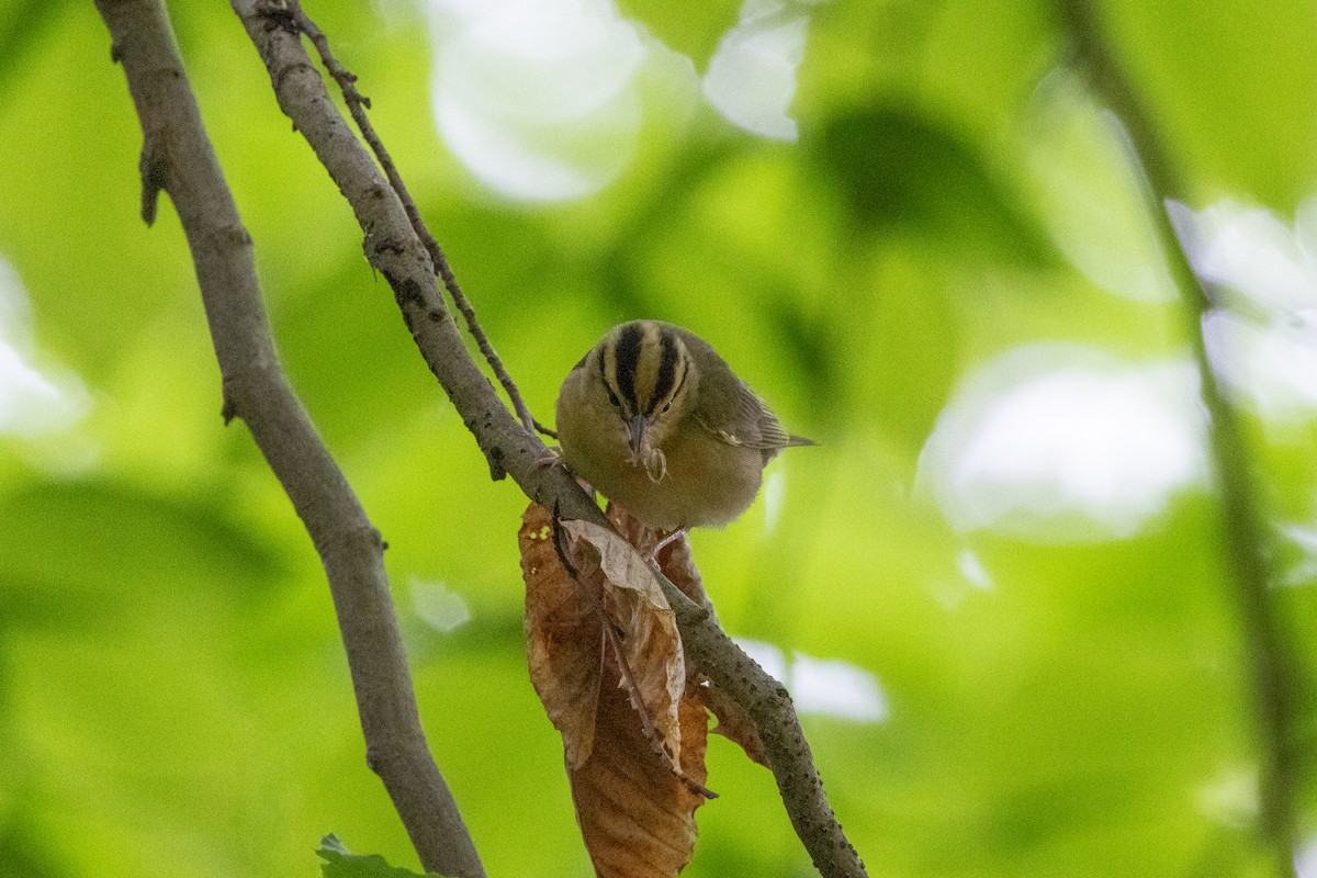 Worm-eating Warbler - ML655989882