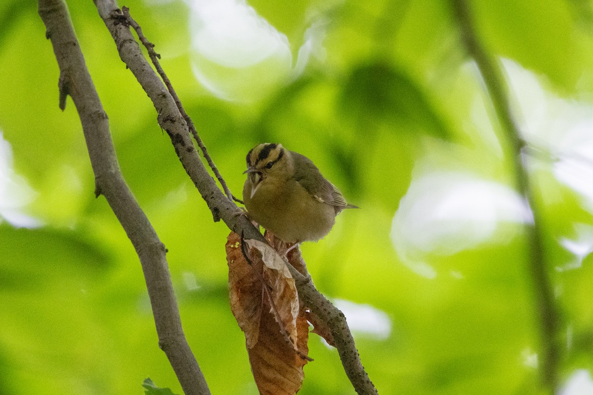 Worm-eating Warbler - ML655989883