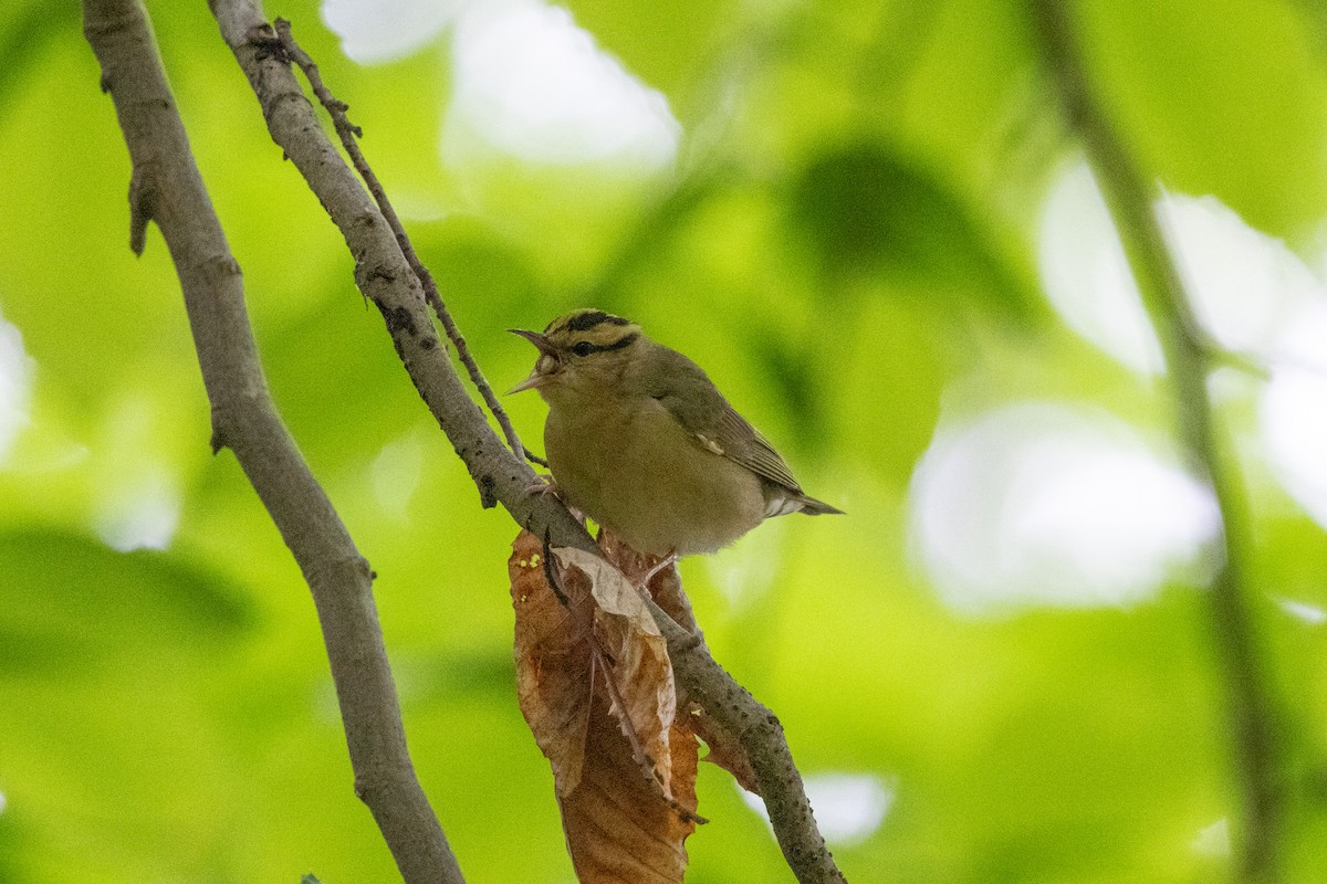 Worm-eating Warbler - ML655989884