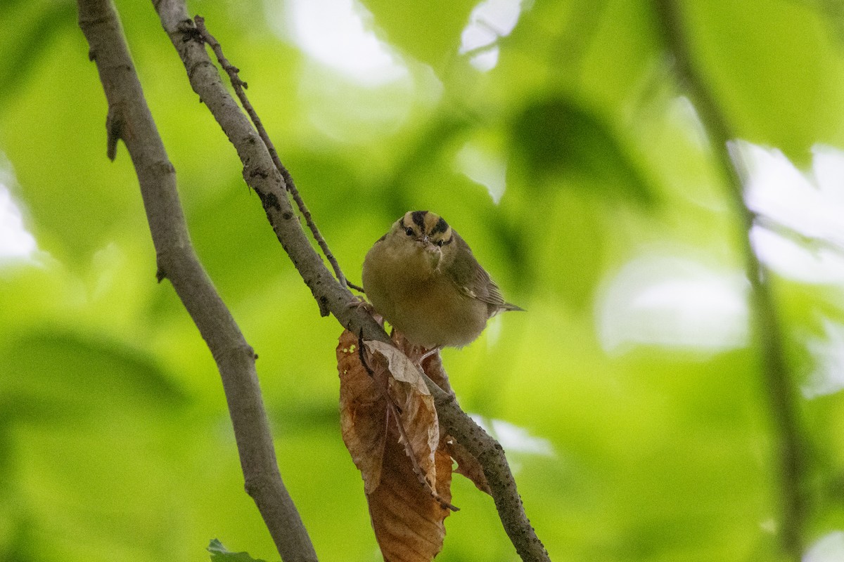 Worm-eating Warbler - ML655989885