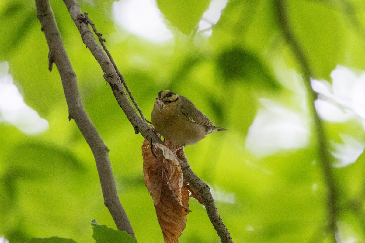 Worm-eating Warbler - ML655989886
