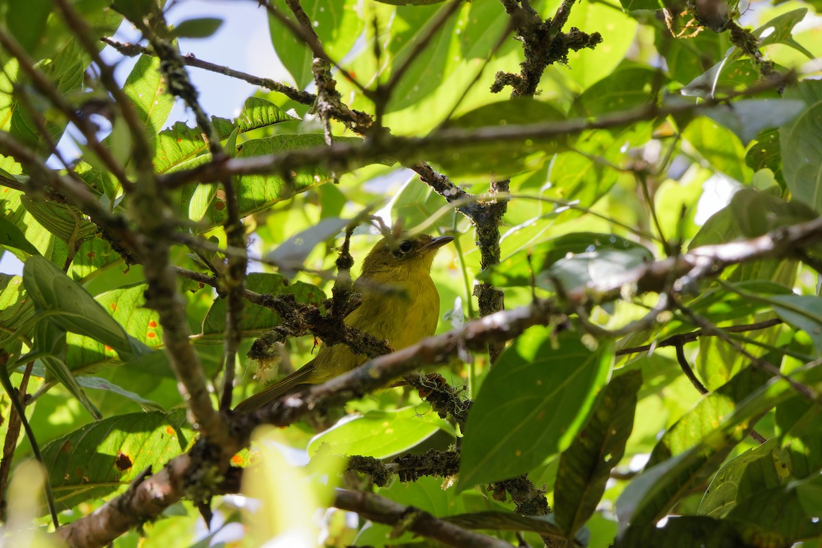 Choco Warbler - ML655989902