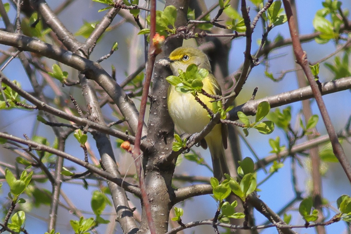 Vireo Ojiblanco - ML655989985