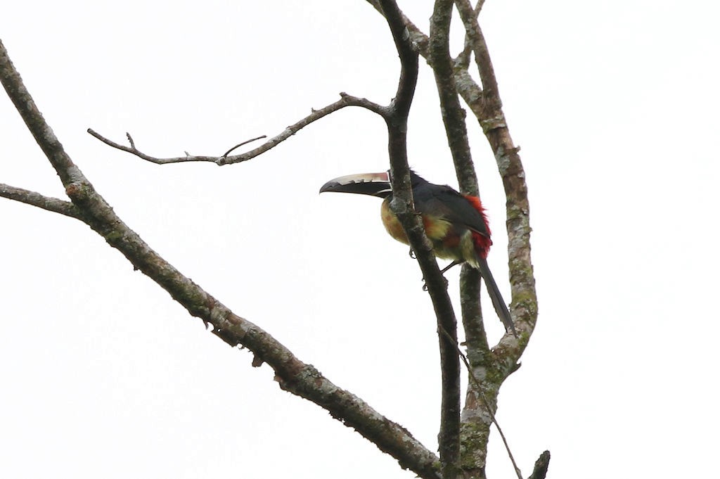 Collared Aracari - ML65599021