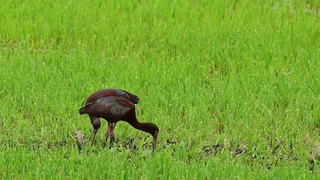 Ibis à face blanche - ML655992531