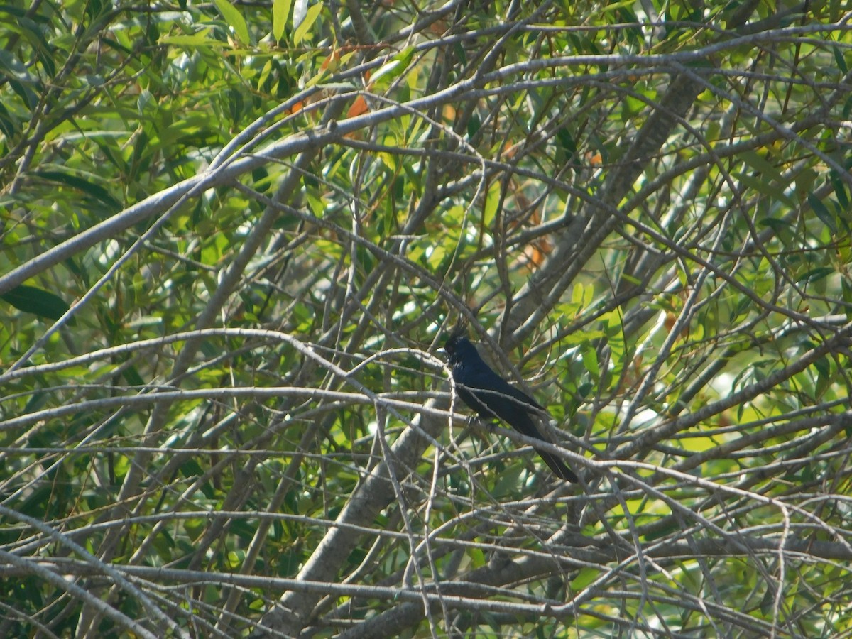 eBird Checklist - 25 Jun 2023 - Daley Ranch - 1 species