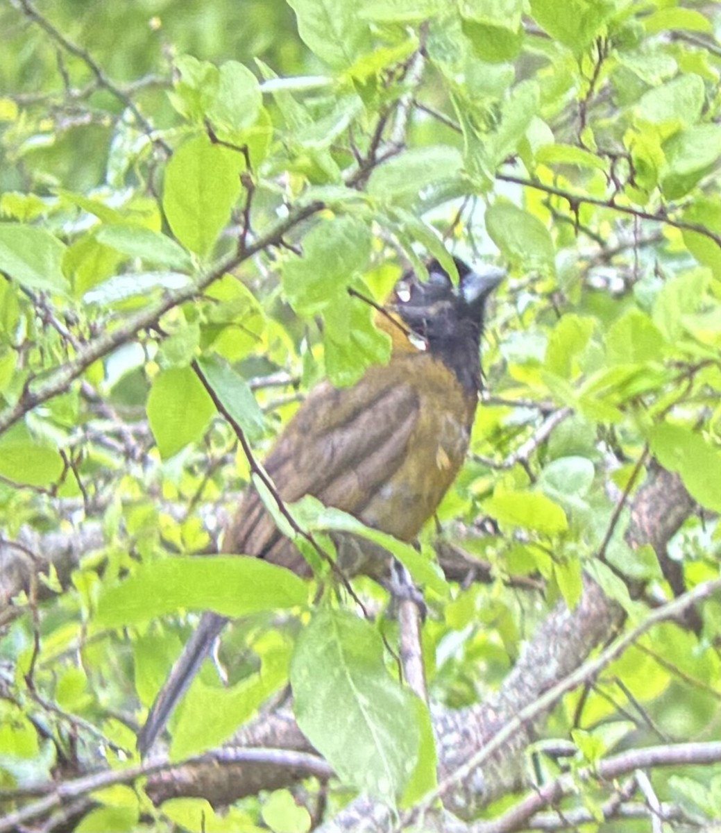 Crimson-collared Grosbeak - ML655995005
