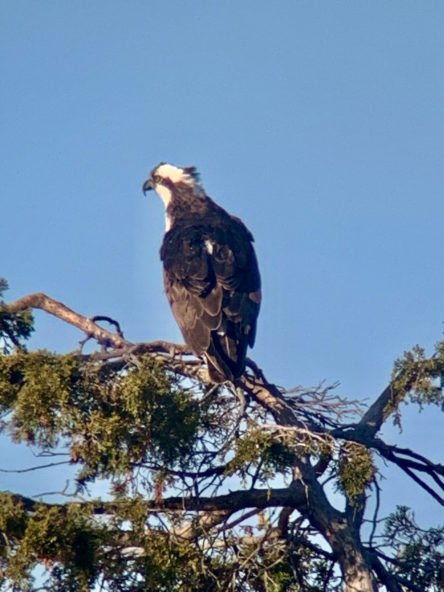 Скопа (carolinensis) - ML655996097