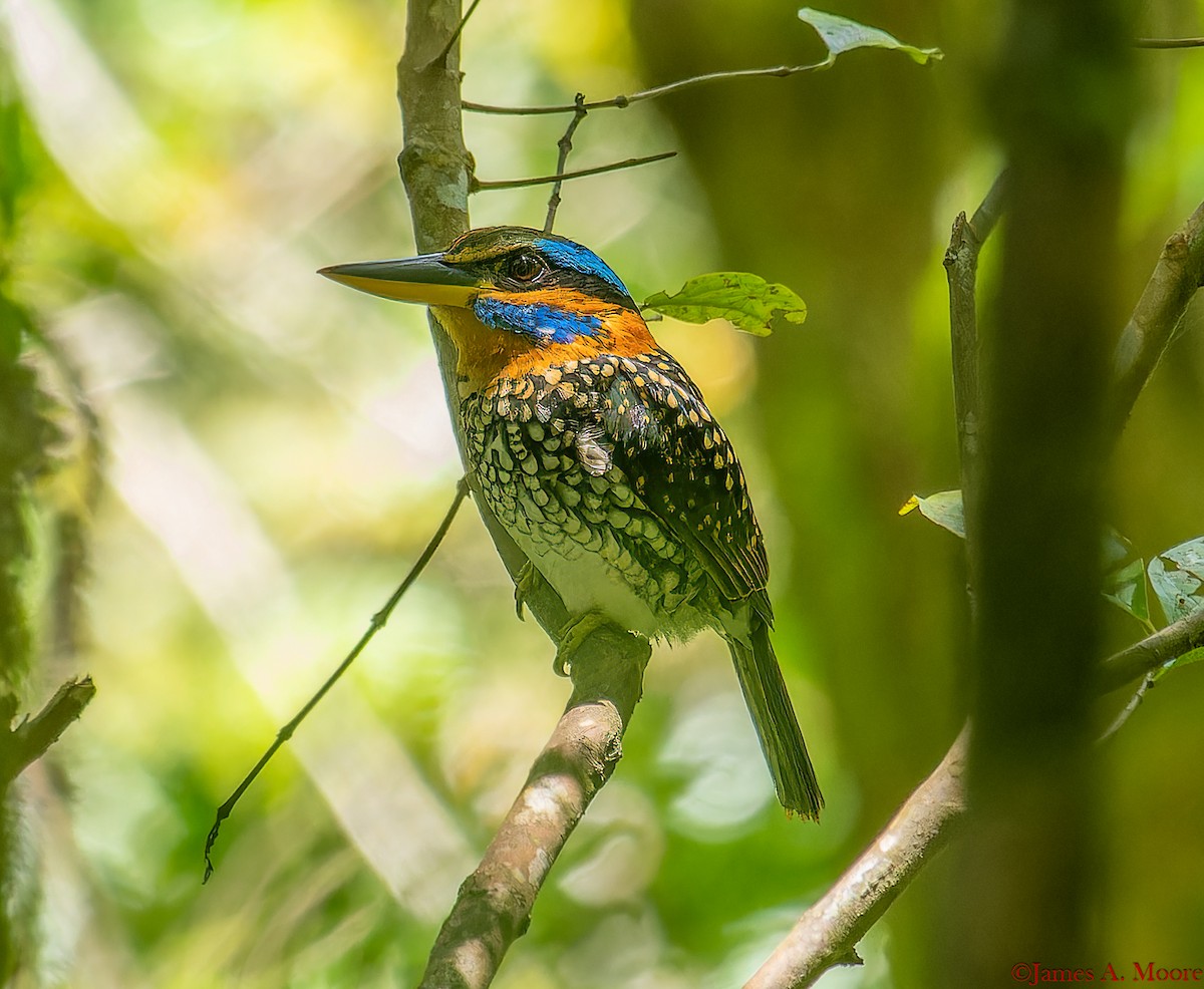 Spotted Kingfisher - ML655996644