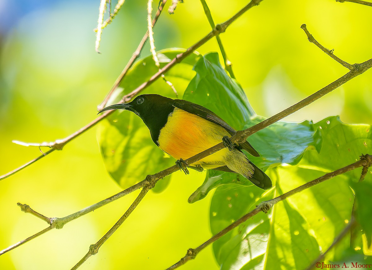 Maroon-naped Sunbird - ML655996718