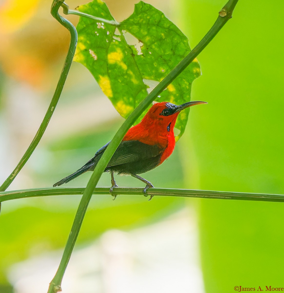 Magnificent Sunbird - ML655996809